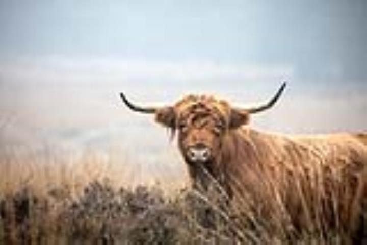 4 dagen Fletcher Sparrenhorst-Veluwe ****